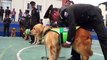 Ecuador retired 61 dogs from service after they reached the retirement age of 9. Some dogs sniffed out drugs or explosives, others did therapy care, while some