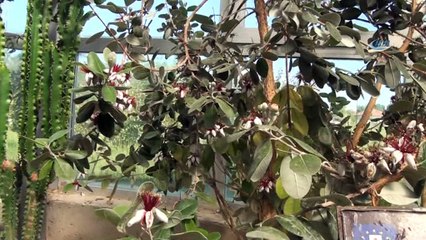 Kütahya'da 'Hekim Sinanlar yarışıyor' isimli bilgi yarışması