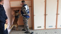Les chiens policiers s’affrontent dans un challenge
