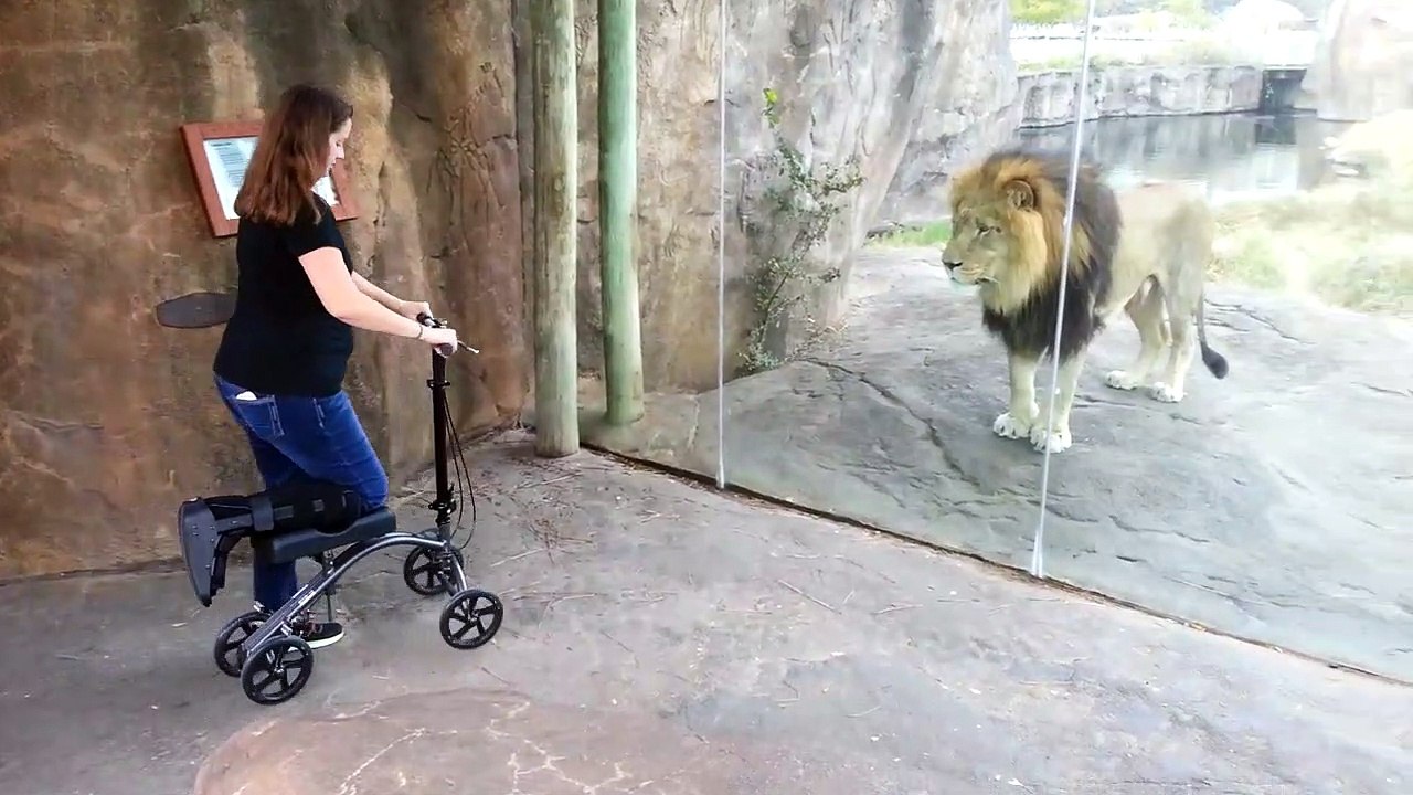 Ce que ce lion va faire de la trottinette !!