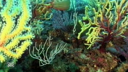 Cabrera Sea Bottom . Balearic Islands - Part 3