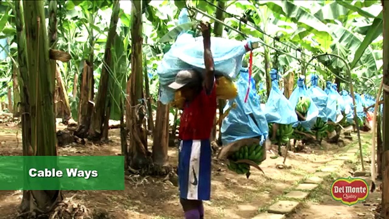 Del Monte® Banana Production
