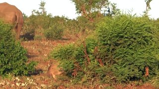 Lion Attacks Baby Rhino - Lion vs Rhino - Wild Animal Attacks