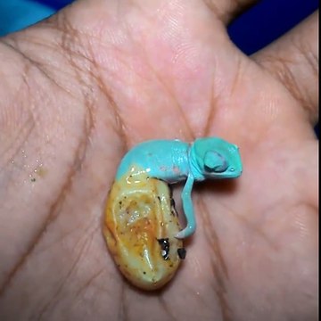 Assistez à la naissance d'un caméléon. Adorable