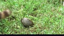 Snake Documentary National Geographic Turtles and Tortoises Animal Documentary HD
