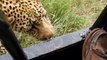 Fearless tourist lets leopard get far too close to him