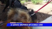 Bus Service for Pets Takes Them to and from Doggie Daycare