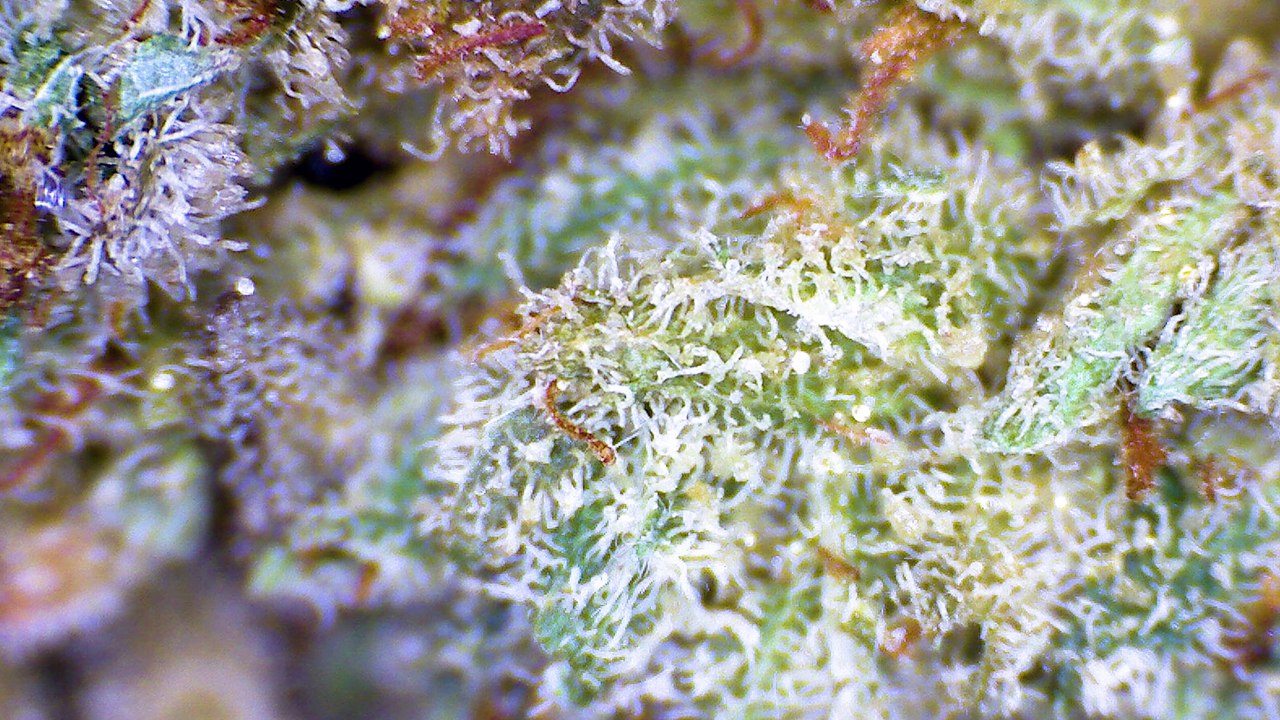Strain Review: Gorilla Glue No. 4 - ELEV8 Presents