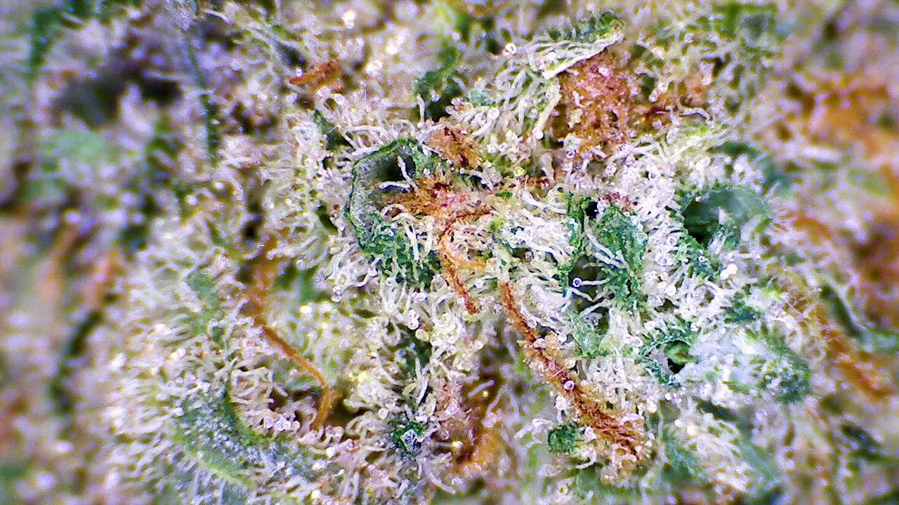 Strain Review: Black Sugar Rose - ELEV8 Presents