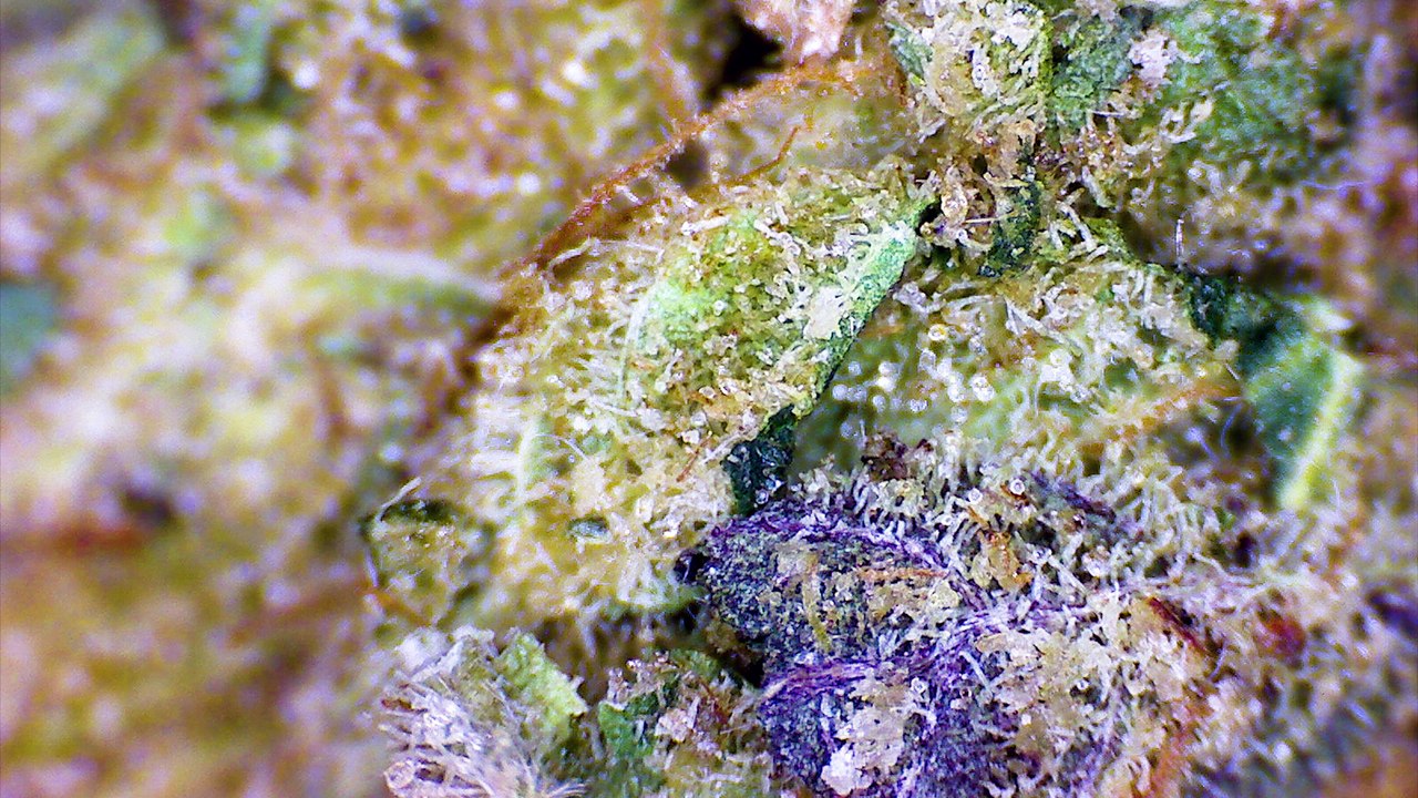 Strain Review: Chem Dawg - ELEV8 Presents