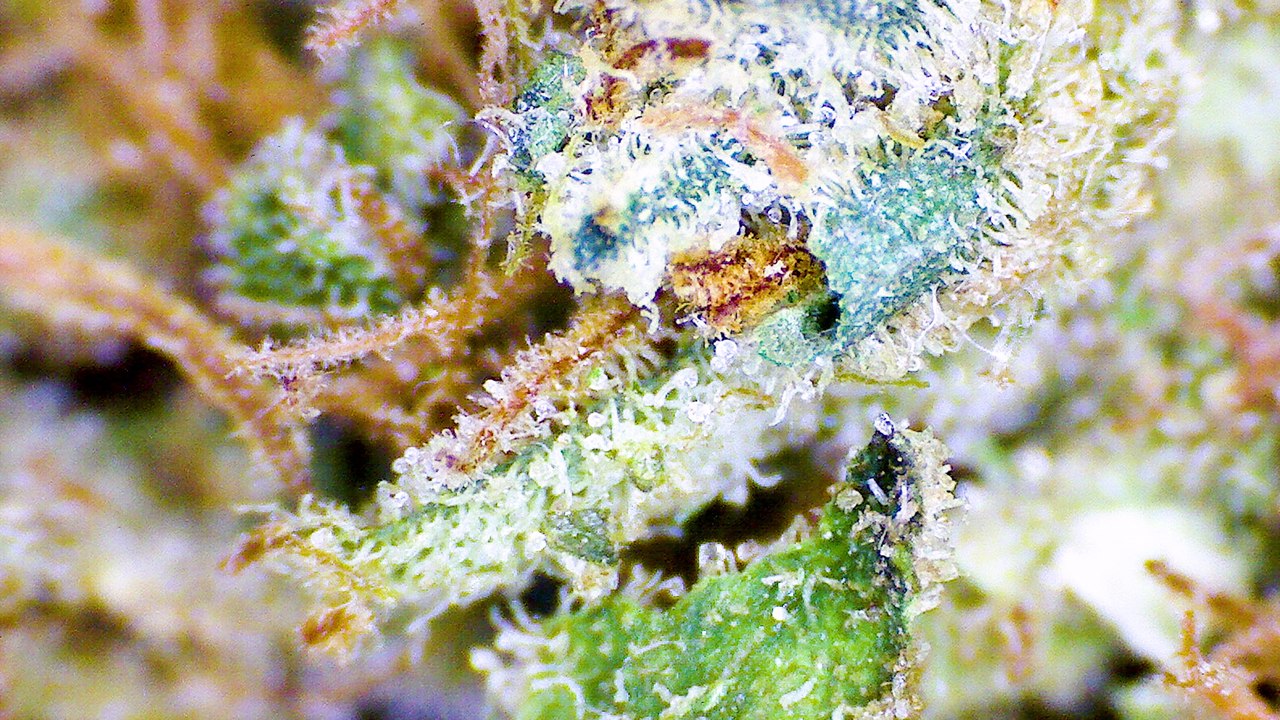 Strain Review: Sour OG - ELEV8 Presents