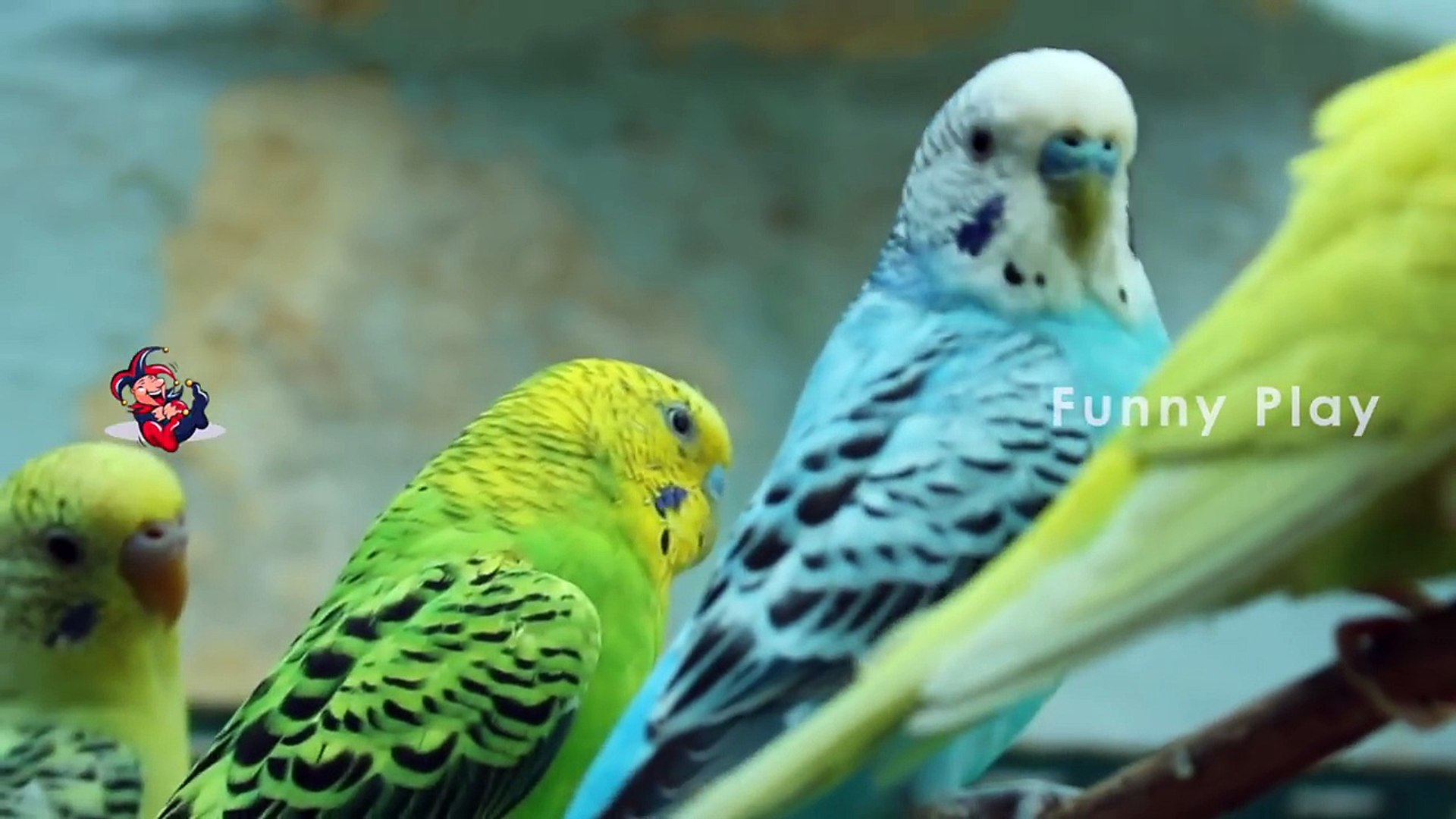 ⁣Budgerigar Birds Funny Moments || Pet Birds and Sounds