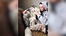 Try To Not Laugh The Funniest and Cutest Husky Compilation | Funny Pet Videos | Funny Vines Tv