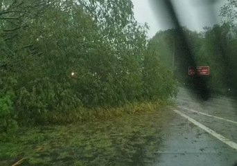 Downed Tree Blocks Lane of I-91 in New Haven