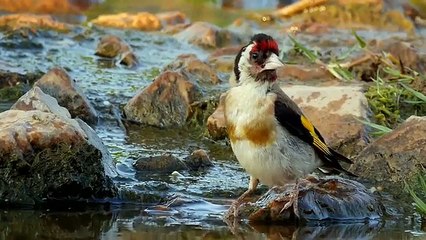 15 New Hybrid Animals Created Recently