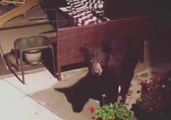 Woman Finds Bear in Her Yard as She Films Connecticut Storm Damage