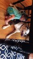 Baby Comforts Bulldog During Storm