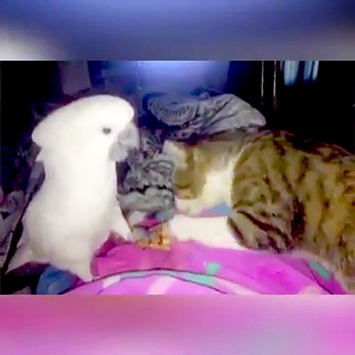 UFC dos Animais