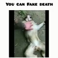 You can fake dead but not this