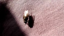 Fly on my legs (Sony Xperia X Compact camera test, no editing)