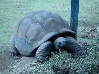 Les tortues des seychelles