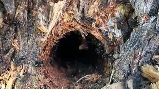 Locating Termite Nest