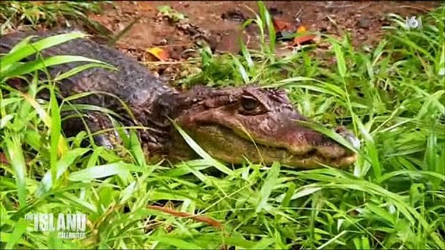 Une séquence de The Island Célébrités où ils s'amusent à attraper un crocodile choque des téléspectateurs - Regardez
