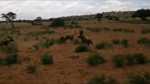 Wild Dogs vs Warthog - Amazing Wild Dogs hunting family Warthogs - Most Amazing Wild Animal Attack Videos