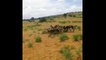 wild dogs hunting warthog  - Wild Dogs Eat Alive  Warthog  - Most Amazing Wild Animal Attack Videos