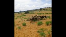 wild dogs hunting warthog  - Wild Dogs Eat Alive  Warthog  - Most Amazing Wild Animal Attack Videos