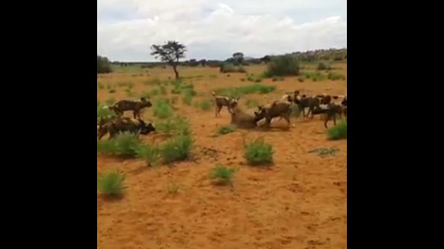 african wild dogs kill warthog - Wild Dogs Hunting and Eat a Warthog Alive in Africa - Most Amazing Wild ANIMAL Attack and fighting video