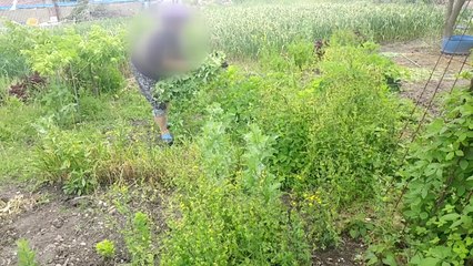 보령 섬에서 양귀비 불법 재배하다 적발 / YTN