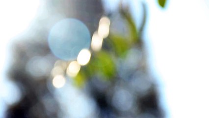 Bokeh Video Of Leaves