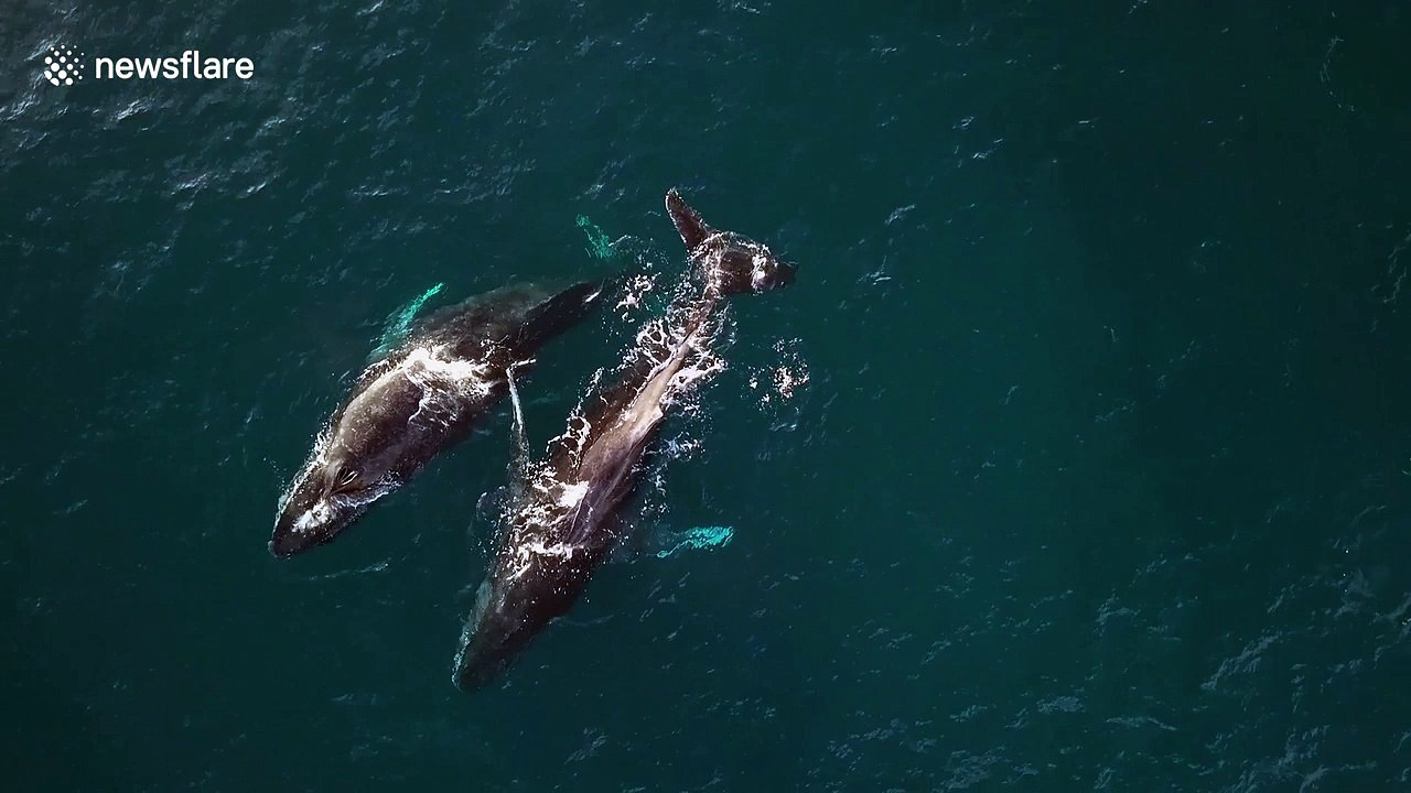 Beautiful drone footage captures the tender mating ritual of humpback ...