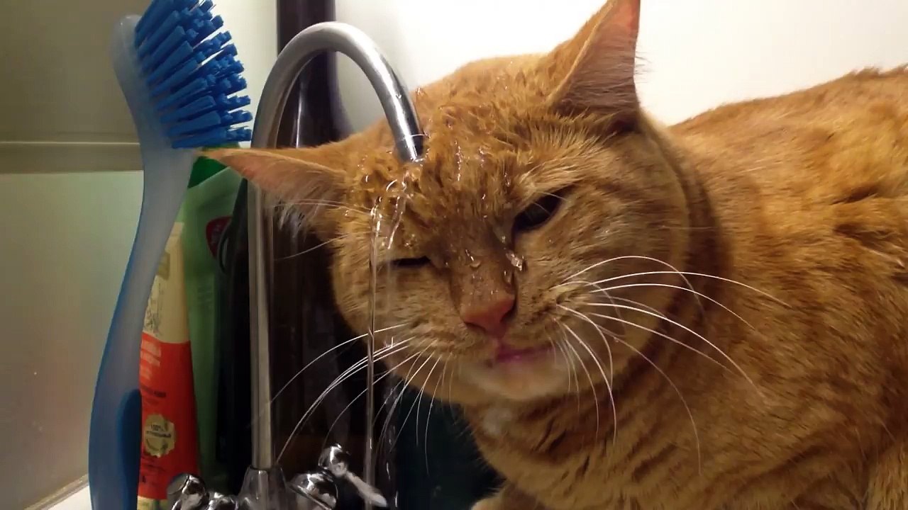 Clueless Cats - Funny Pet Video Compilation 2017