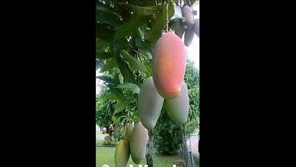 New GoodMorning Video For Whatsaap--2018--Androd mobiles--Mobile Ring Tone