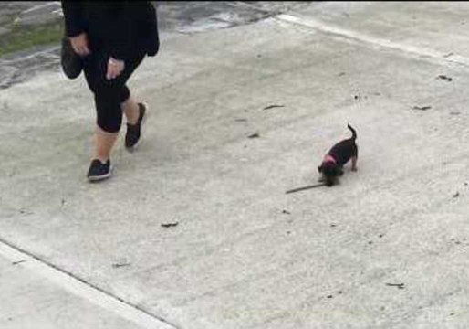 Tiny Dog Learns to Play Fetch