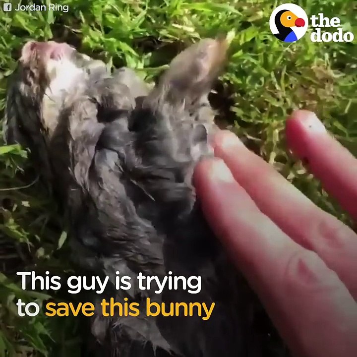 Bunny Rescued From Lake by Incredible Guy