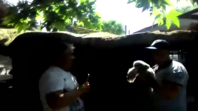 Yuvasından Düşen Baykuş Yavrusu İçin İtfaiye Seferber Oldu