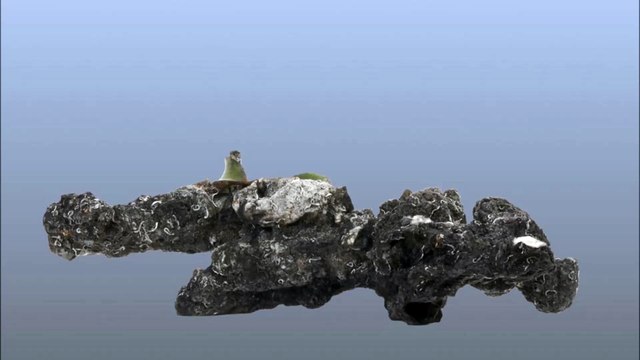 Concrétion de pistolets