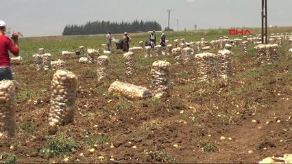 Hatay Reyhanlı'da Patates Hasadı Başladı