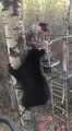 Un ours rend visite à un chasseur dans un arbre...