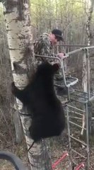 Un ours rend visite à un chasseur dans un arbre...
