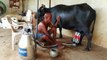 Buffalo Milking Machine in India...!!!