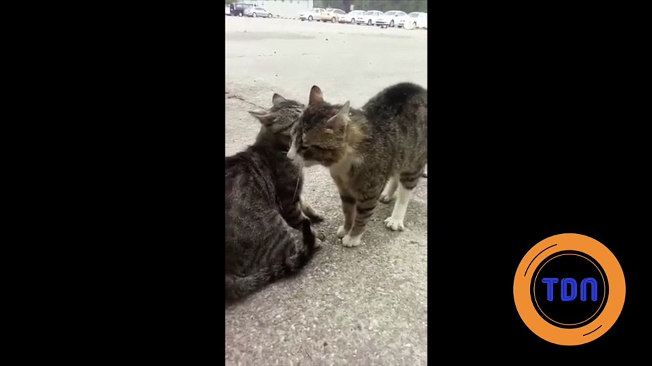Arrêter les chats