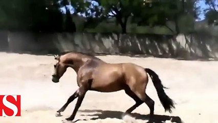 Kızgın boğa ve atın kapışması kamerada