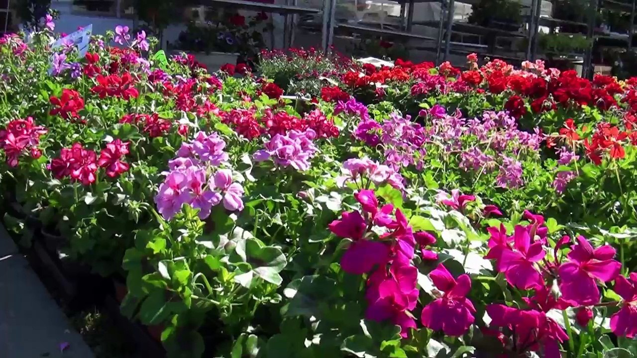 Fête des Geraniums 2018