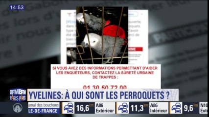 La police recherche les propriétaires de ces 2 perroquets
