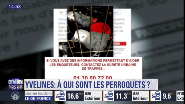 La police recherche les propriétaires de ces 2 perroquets