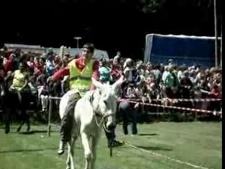 La corsa degli asini